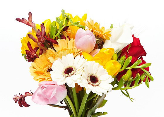 포토 JPG 식물 꽃 줄기 꽃다발 여러송이 잎 꽃백그라운드 누끼 사람없음 장미 다양 튤립 거베라 프리지어 국내포토 다수 백그라운드 파일형식