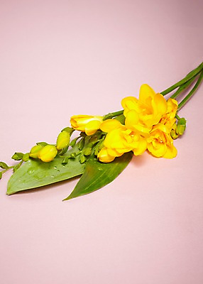 포토 JPG 식물 꽃 줄기 컬러 여러송이 백그라운드 잎 꽃백그라운드 사람없음 노란색 프리지어 국내포토 다수 파일형식