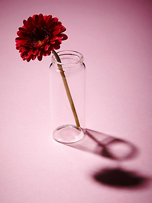 포토 JPG 식물 꽃 실루엣 줄기 분홍색 백그라운드 한송이 꽃백그라운드 유리 잔 그림자 근접촬영 사람없음 꽃병 거베라 국내포토 1 식기 뷰포인트 컬러 재질 촬영기법 송이 파일형식