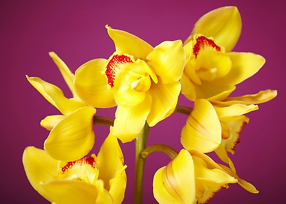 포토 JPG 식물 꽃 줄기 컬러 여러송이 백그라운드 잎 꽃백그라운드 근접촬영 사람없음 노란색 서양난 양란 국내포토 뷰포인트 다수 난초 파일형식