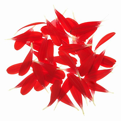 포토 JPG 식물 꽃잎 꽃 잎 꽃백그라운드 누끼 근접촬영 사람없음 빨간색 거베라 국내포토 뷰포인트 컬러 백그라운드 파일형식