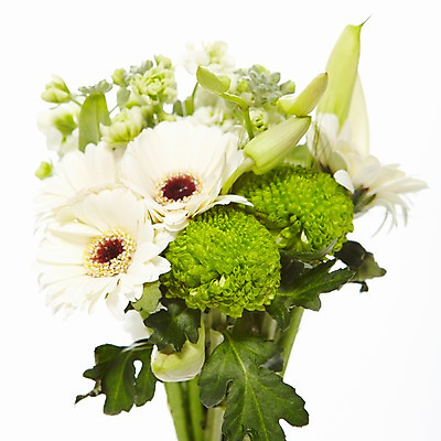 포토 JPG 식물 꽃 줄기 컬러 꽃다발 여러송이 잎 꽃백그라운드 국화 누끼 사람없음 초록색 하이앵글 들꽃 흰색 소국 거베라 그린소국 국내포토 뷰포인트 다수 백그라운드 파일형식