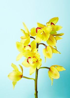 포토 JPG 식물 꽃 줄기 컬러 여러송이 백그라운드 잎 꽃백그라운드 근접촬영 사람없음 노란색 서양난 양란 국내포토 뷰포인트 다수 난초 파일형식