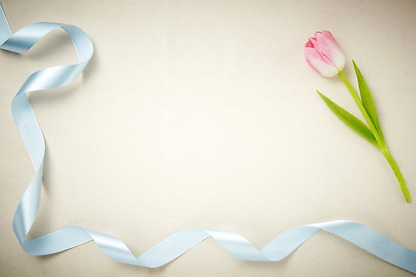 포토 JPG 식물 배너 꽃 리본 줄기 분홍색 컬러 백그라운드 잎 한송이 꽃백그라운드 프레임 알림판 틀 사람없음 튤립 끈 알림 국내포토 1 송이 파일형식