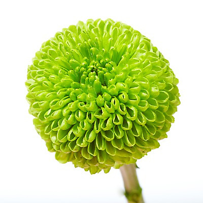 포토 JPG 식물 꽃 줄기 컬러 백그라운드 한송이 꽃백그라운드 국화 사람없음 아웃포커스 초록색 들꽃 소국 그린소국 국내포토 1 촬영기법 송이 파일형식