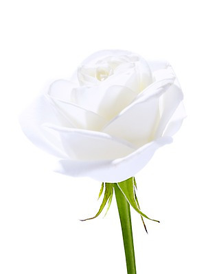 포토 JPG 식물 꽃 줄기 컬러 잎 한송이 꽃백그라운드 누끼 근접촬영 사람없음 장미 흰색 국내포토 1 뷰포인트 백그라운드 송이 파일형식