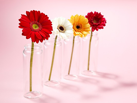 포토 JPG 식물 꽃 줄기 여러송이 백그라운드 꽃백그라운드 유리 잔 사람없음 빨간색 노란색 꽃병 흰색 거베라 국내포토 식기 컬러 다수 재질 파일형식