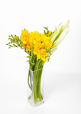 포토 JPG 식물 꽃 줄기 컬러 여러송이 백그라운드 잎 꽃백그라운드 유리 잔 사람없음 노란색 꽃병 흰색 카라 프리지어 국내포토 식기 다수 재질 파일형식