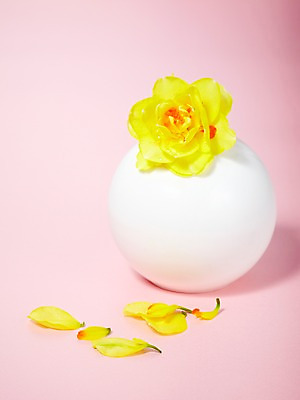 포토 JPG 식물 꽃잎 꽃 컬러 백그라운드 한송이 꽃백그라운드 공 사람없음 장식 노란색 구 원형 수선화 국내포토 도형 1 송이 파일형식