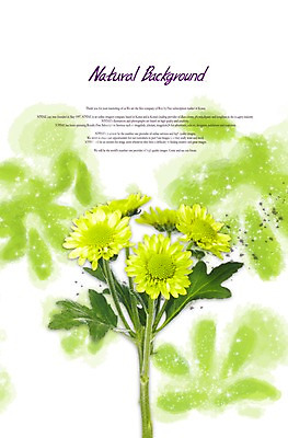 PSD 식물 편집이미지 계절 꽃 줄기 컬러 여러송이 백그라운드 잎 꽃백그라운드 자연 사람없음 초록색 봄 소국 식물백그라운드 이미지편집 다수 생태계 파일형식