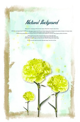 PSD 식물 편집이미지 계절 기념일 꽃 줄기 백그라운드 잎 꽃백그라운드 자연 이벤트 사람없음 어버이날 5월 카네이션 감사 식물백그라운드 5월행사 세송이 이미지편집 감정 3 날짜 생태계 파일형식