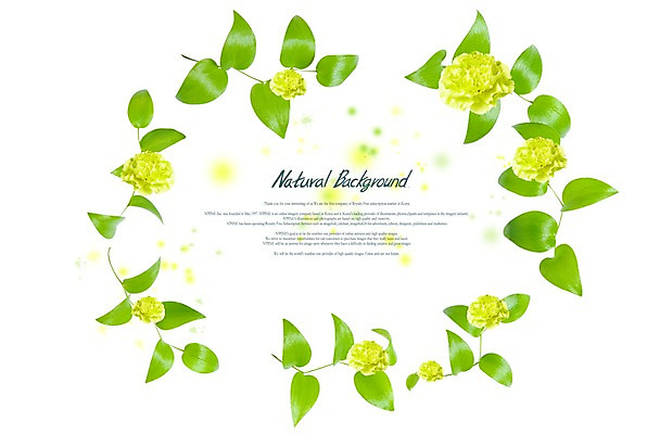 PSD 식물 편집이미지 계절 꽃 여러송이 백그라운드 잎 꽃백그라운드 자연 프레임 사람없음 카네이션 식물백그라운드 이미지편집 다수 생태계 파일형식