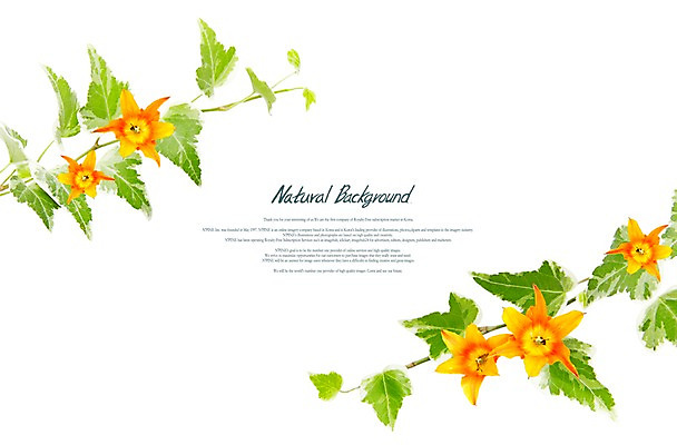 PSD 식물 편집이미지 꽃 줄기 여러송이 백그라운드 잎 꽃백그라운드 자연 사람없음 주황색 백합 식물백그라운드 이미지편집 컬러 다수 생태계 파일형식
