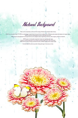 PSD 식물 동물 편집이미지 한마리 계절 꽃 줄기 컬러 여러송이 나비 곤충 백그라운드 잎 꽃백그라운드 자연 사람없음 봄 흰색 물방울 비 빗방울 식물백그라운드 에니페노랑나비 이미지편집 자연요소 1 다수 날씨 비_날씨 생태계 파일형식