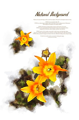 PSD 식물 편집이미지 꽃 줄기 여러송이 백그라운드 잎 꽃백그라운드 자연 사람없음 주황색 백합 식물백그라운드 이미지편집 컬러 다수 생태계 파일형식