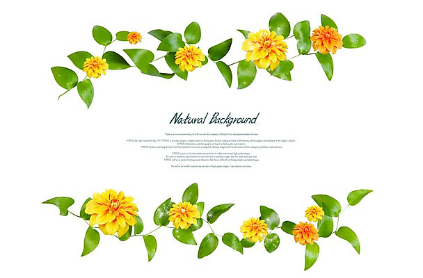 PSD 식물 편집이미지 계절 꽃 컬러 여러송이 백그라운드 잎 자연 사람없음 노란색 봄 달리아 식물백그라운드 이미지편집 다수 생태계 파일형식