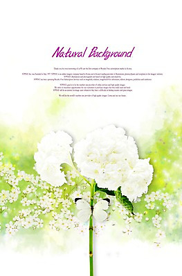 PSD 식물 동물 편집이미지 한마리 계절 꽃 줄기 컬러 여러송이 나비 곤충 백그라운드 잎 꽃백그라운드 자연 사람없음 봄 흰색 식물백그라운드 수국 부니아에큰흰나비 이미지편집 1 다수 생태계 파일형식