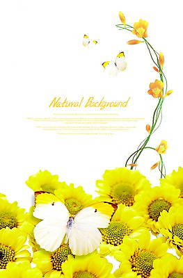 PSD 식물 편집이미지 계절 꽃 줄기 나비 곤충 백그라운드 잎 꽃백그라운드 자연 사람없음 봄 소국 식물백그라운드 세송이 부니아에큰흰나비 이미지편집 동물 3 생태계 파일형식