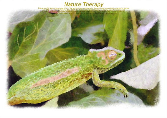 PSD 식물 동물 한마리 백그라운드 잎 일러스트 파충류 자연 사람없음 풀 자연백그라운드 이구아나 국내일러스트 1 생태계 파일형식