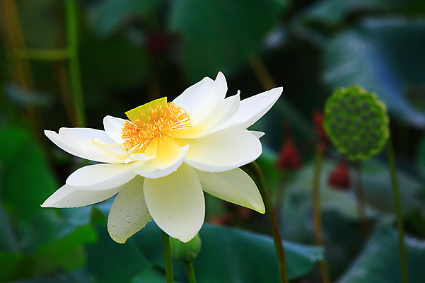 포토 JPG 주간 식물 꽃 화초 호수 줄기 컬러 잎 한송이 자연 연꽃 씨앗 근접촬영 사람없음 야외 아웃포커스 정원 흰색 연못 수중식물 연잎 국내포토 자연요소 1 뷰포인트 촬영기법 생태계 송이 파일형식