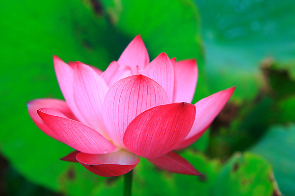 포토 JPG 주간 식물 꽃 화초 호수 분홍색 컬러 잎 한송이 자연 연꽃 근접촬영 사람없음 야외 아웃포커스 정원 연못 수중식물 연잎 국내포토 자연요소 1 뷰포인트 촬영기법 생태계 송이 파일형식