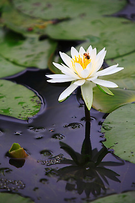 포토 JPG 주간 식물 동물 한마리 꽃 화초 호수 컬러 곤충 잎 한송이 자연 연꽃 물그림자 사람없음 야외 아웃포커스 물 정원 흰색 연못 수중식물 벌레 벌 연잎 국내포토 자연요소 1 촬영기법 그림자 생태계 송이 파일형식