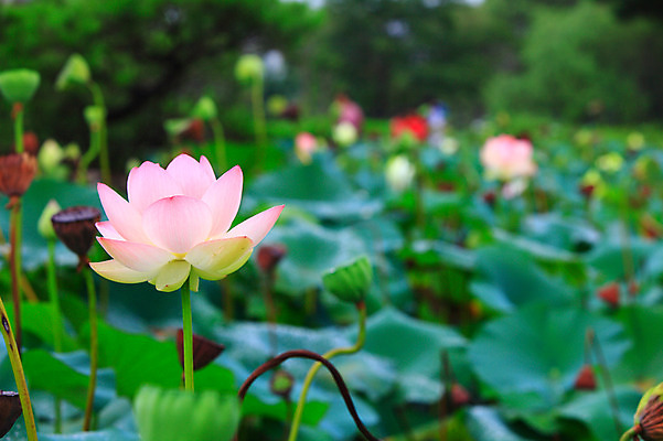 포토 JPG 주간 식물 꽃 화초 호수 줄기 분홍색 컬러 여러송이 잎 자연 연꽃 씨앗 사람없음 야외 아웃포커스 정원 연못 수중식물 연잎 국내포토 자연요소 다수 촬영기법 생태계 파일형식