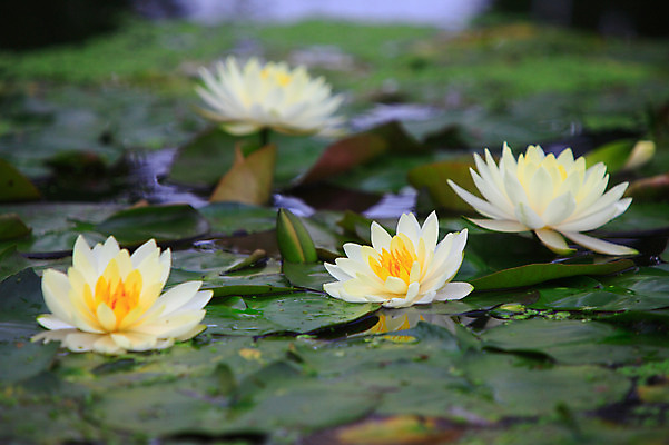 포토 JPG 주간 식물 꽃 화초 호수 컬러 여러송이 잎 자연 연꽃 사람없음 야외 아웃포커스 물 정원 흰색 연못 수중식물 연잎 국내포토 자연요소 다수 촬영기법 생태계 파일형식
