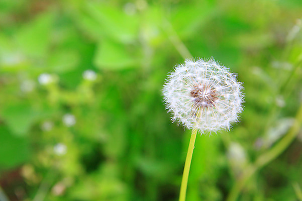 포토 JPG 주간 식물 꽃 화초 줄기 자연 씨앗 사람없음 야외 아웃포커스 민들레 민들레홀씨 국내포토 자연요소 촬영기법 생태계 파일형식