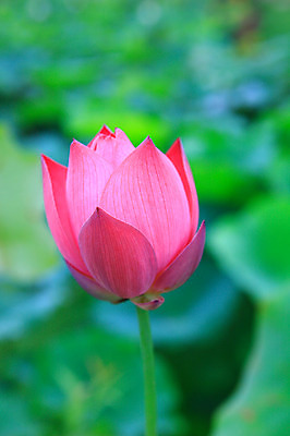 포토 JPG 주간 식물 꽃 화초 호수 줄기 분홍색 컬러 잎 한송이 자연 연꽃 근접촬영 사람없음 야외 아웃포커스 정원 연못 수중식물 연잎 국내포토 자연요소 1 뷰포인트 촬영기법 생태계 송이 파일형식