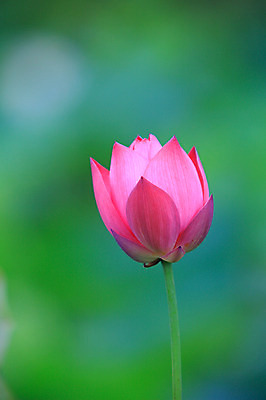 포토 JPG 주간 식물 꽃 화초 호수 줄기 분홍색 컬러 한송이 자연 연꽃 근접촬영 사람없음 야외 아웃포커스 정원 연못 수중식물 국내포토 자연요소 1 뷰포인트 촬영기법 생태계 송이 파일형식