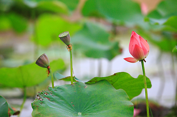 포토 JPG 주간 식물 꽃 화초 호수 줄기 분홍색 컬러 잎 한송이 자연 연꽃 씨앗 사람없음 야외 아웃포커스 정원 연못 수중식물 연잎 꽃봉오리 국내포토 자연요소 1 촬영기법 생태계 송이 파일형식