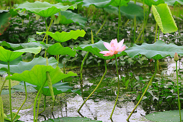 포토 JPG 주간 식물 꽃 화초 호수 줄기 분홍색 컬러 잎 한송이 자연 연꽃 사람없음 야외 물 정원 연못 풀 수중식물 연잎 국내포토 자연요소 1 생태계 송이 파일형식