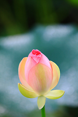 포토 JPG 주간 식물 꽃 화초 호수 분홍색 컬러 한송이 자연 연꽃 근접촬영 사람없음 야외 아웃포커스 정원 연못 수중식물 꽃봉오리 국내포토 자연요소 1 뷰포인트 촬영기법 생태계 송이 파일형식