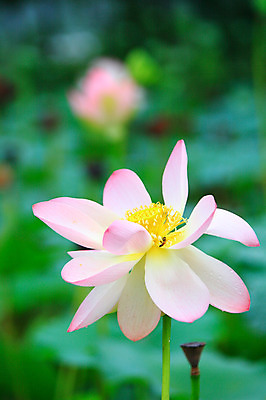 포토 JPG 주간 식물 동물 꽃 화초 호수 줄기 분홍색 컬러 곤충 한송이 자연 연꽃 근접촬영 사람없음 야외 아웃포커스 정원 연못 수중식물 벌레 벌 국내포토 자연요소 1 뷰포인트 촬영기법 생태계 송이 파일형식