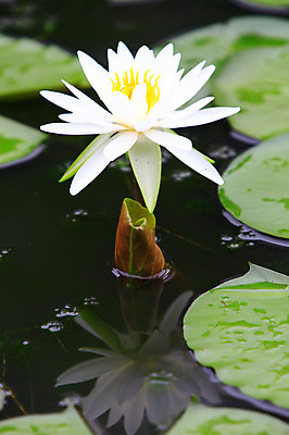 포토 JPG 주간 식물 꽃 화초 호수 컬러 잎 한송이 자연 연꽃 물그림자 사람없음 야외 아웃포커스 물 반사 정원 흰색 연못 수중식물 연잎 국내포토 자연요소 1 촬영기법 그림자 생태계 송이 파일형식