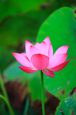 포토 JPG 주간 식물 꽃 화초 호수 분홍색 컬러 잎 한송이 자연 연꽃 근접촬영 사람없음 야외 아웃포커스 정원 연못 수중식물 연잎 국내포토 자연요소 1 뷰포인트 촬영기법 생태계 송이 파일형식