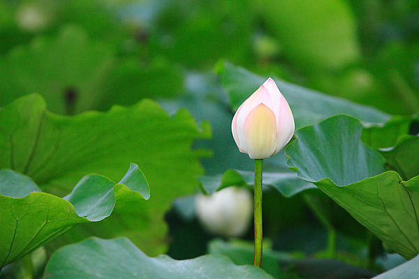 포토 JPG 주간 식물 꽃 화초 호수 줄기 컬러 잎 한송이 자연 연꽃 사람없음 야외 아웃포커스 정원 흰색 연못 수중식물 연잎 꽃봉오리 국내포토 자연요소 1 촬영기법 생태계 송이 파일형식