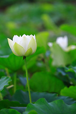 포토 JPG 주간 식물 꽃 화초 호수 줄기 컬러 잎 한송이 자연 연꽃 사람없음 야외 아웃포커스 정원 흰색 연못 수중식물 연잎 국내포토 자연요소 1 촬영기법 생태계 송이 파일형식