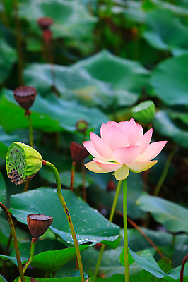 포토 JPG 주간 식물 꽃 화초 호수 줄기 분홍색 컬러 잎 한송이 자연 연꽃 씨앗 사람없음 야외 아웃포커스 정원 젖음 촉촉함 물방울 연못 수중식물 이슬 국내포토 자연요소 1 촬영기법 생태계 송이 파일형식