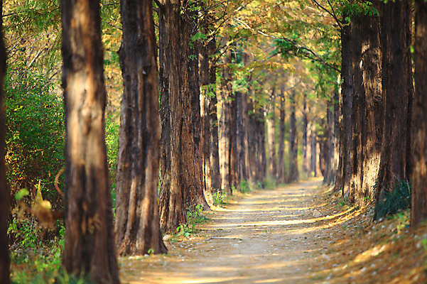 포토 JPG 주간 나무 식물 도로 길 자연 서울 한국 풍경 사람없음 야외 아웃포커스 산책로 원근감 숲속 숲 그늘 가로수 숲길 메타세콰이어 메타세콰이어길 상암동 휴양림 국내포토 자연요소 아시아 뷰포인트 교통시설 촬영기법 생태계 파일형식