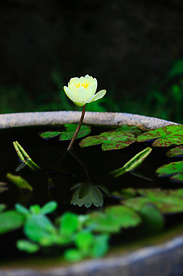 포토 JPG 주간 식물 꽃 화초 호수 컬러 잎 한송이 자연 연꽃 물그림자 사람없음 야외 아웃포커스 물 반사 노란색 정원 흰색 연못 수중식물 연잎 국내포토 자연요소 1 촬영기법 그림자 생태계 송이 파일형식