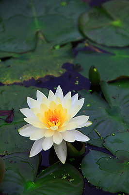 포토 JPG 주간 식물 꽃 화초 호수 컬러 잎 한송이 자연 연꽃 사람없음 야외 아웃포커스 물 하이앵글 정원 흰색 연못 수중식물 연잎 국내포토 자연요소 1 뷰포인트 촬영기법 생태계 송이 파일형식