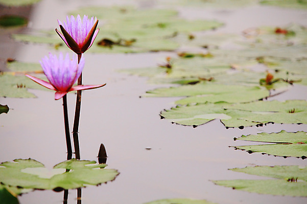 포토 JPG 주간 식물 꽃 화초 호수 줄기 컬러 잎 자연 연꽃 사람없음 야외 아웃포커스 물 정원 보라색 연못 수중식물 두송이 연잎 국내포토 자연요소 2 촬영기법 생태계 파일형식