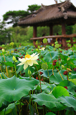포토 JPG 주간 식물 꽃 화초 호수 줄기 잎 자연 연꽃 씨앗 풍경 야외 아웃포커스 정원 연못 수중식물 꽃봉오리 원두막 국내포토 자연요소 촬영기법 생태계 파일형식