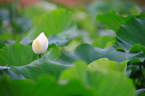 포토 JPG 주간 식물 꽃 화초 호수 컬러 잎 한송이 자연 연꽃 사람없음 야외 아웃포커스 정원 흰색 연못 수중식물 연잎 꽃봉오리 국내포토 자연요소 1 촬영기법 생태계 송이 파일형식