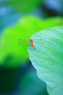 포토 JPG 주간 식물 동물 한마리 컬러 곤충 잎 자연 근접촬영 사람없음 야외 아웃포커스 초록색 벌레 잠자리 연잎 국내포토 자연요소 1 뷰포인트 촬영기법 생태계 파일형식