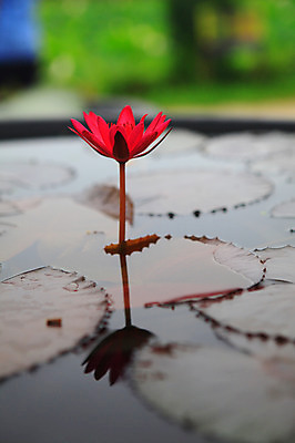 포토 JPG 주간 식물 꽃 화초 호수 줄기 컬러 잎 한송이 자연 연꽃 물그림자 사람없음 야외 아웃포커스 빨간색 물 반사 정원 연못 수중식물 연잎 국내포토 자연요소 1 촬영기법 그림자 생태계 송이 파일형식