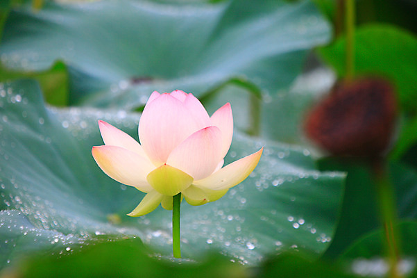 포토 JPG 주간 식물 꽃 화초 호수 분홍색 컬러 잎 한송이 자연 연꽃 씨앗 근접촬영 사람없음 야외 아웃포커스 정원 젖음 촉촉함 물방울 연못 수중식물 이슬 연잎 국내포토 자연요소 1 뷰포인트 촬영기법 생태계 송이 파일형식