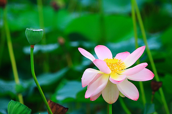 포토 JPG 주간 식물 꽃 화초 호수 줄기 분홍색 컬러 잎 한송이 자연 연꽃 씨앗 사람없음 야외 아웃포커스 정원 연못 수중식물 연잎 국내포토 자연요소 1 촬영기법 생태계 송이 파일형식